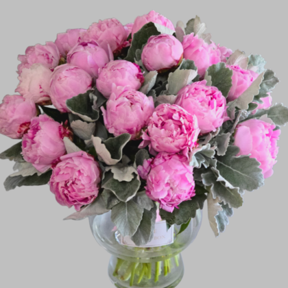 Pink Peonies with dusty