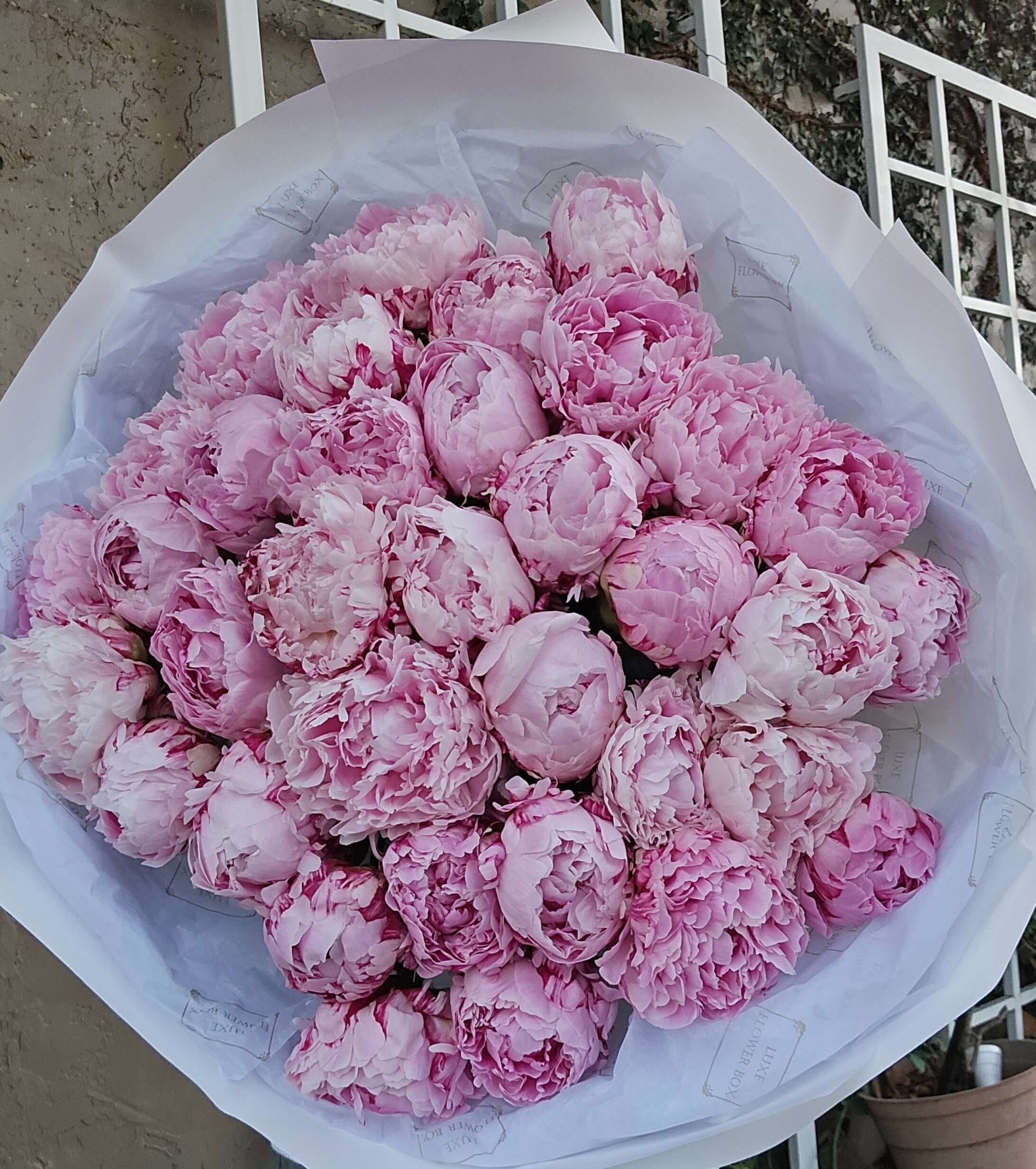Pink Peonies Bouquet 35 premium stems