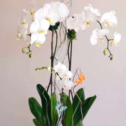 Trio Orchids Plant