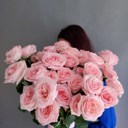 O'hara Garden Rose