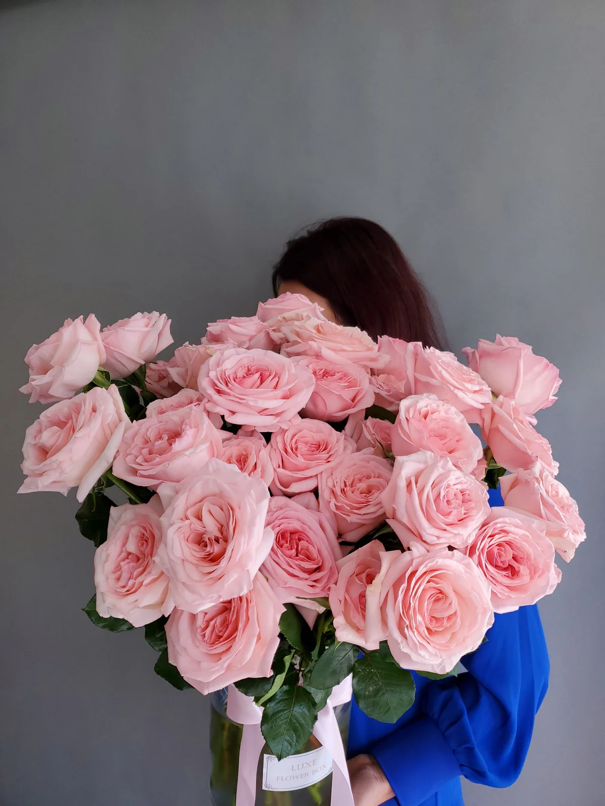 O'hara Garden Rose