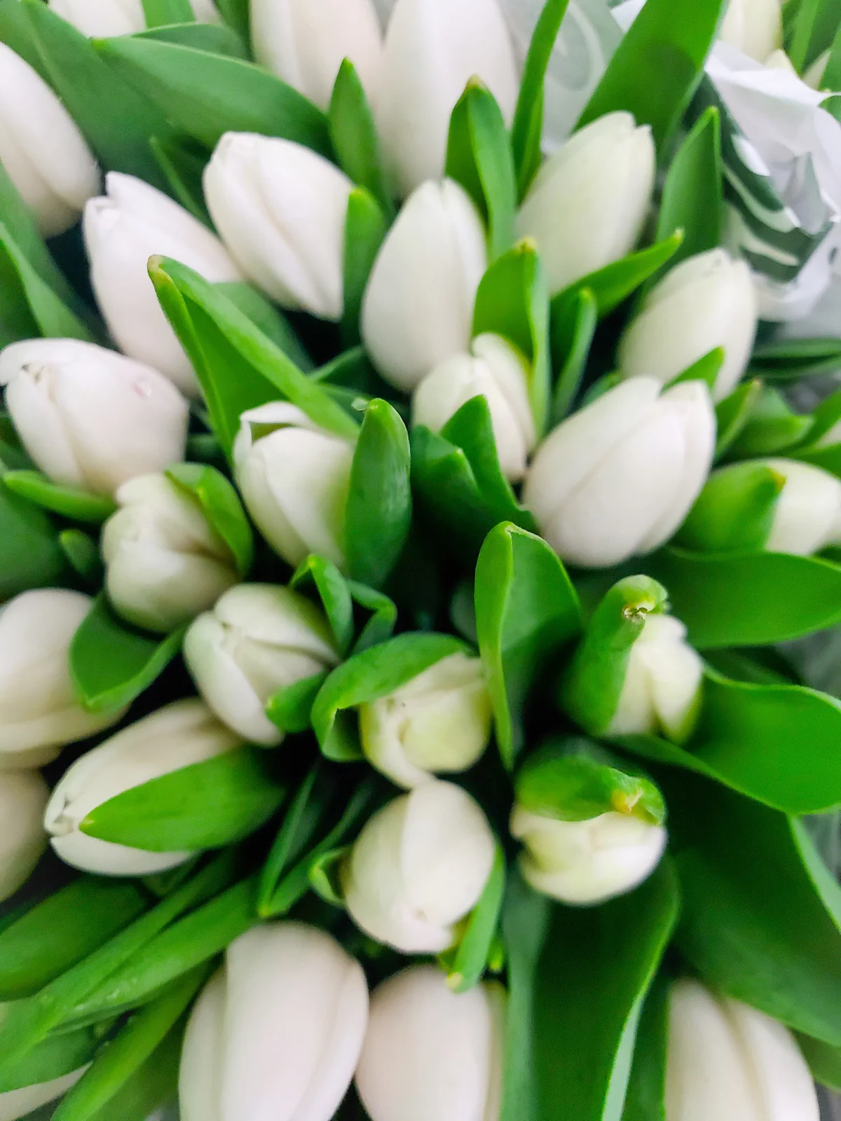 White Tulip Bouquet